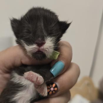 2e chaton (Portée Unknown mommy ❤ Unknown daddy) - Mâle black & blanc Menton noir Mâle Maine coon