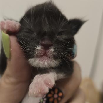 1er chaton (Portée Unknown mommy ❤ Unknown daddy) - Femelle black & blanc Menton blanc mini coté du nez blanc Femelle Maine coon