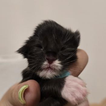 4e chaton (Portée Unknown mommy ❤ Unknown daddy) - Femelle black & blanc Tâche plus large sur le coté gauche du nez Femelle Maine coon