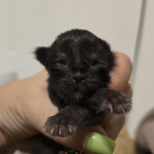 5e chaton (Portée Unknown mommy ❤ Unknown daddy) - Mâle black Mâle Maine coon