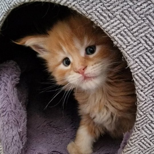 chaton Maine coon red blotched tabby And Popsi dust red blotched tabby