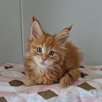 chaton Maine coon red blotched tabby Too much to ask and Popsi dust And Popsi dust red blotched tabby