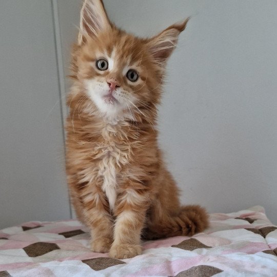chaton Maine coon red blotched tabby Too much to ask and Popsi dust And Popsi dust red blotched tabby