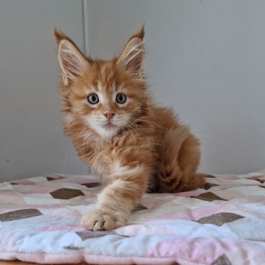 chaton Maine coon red blotched tabby Too much to ask and Popsi dust And Popsi dust red blotched tabby