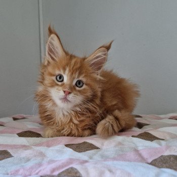 chaton Maine coon red blotched tabby Too much to ask and Popsi dust And Popsi dust red blotched tabby