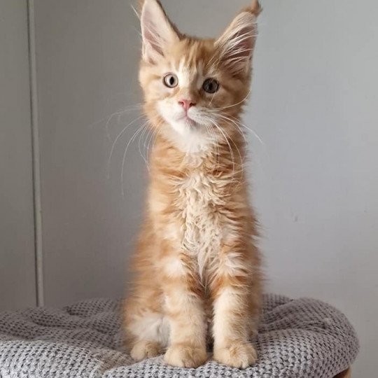 chaton Maine coon red blotched tabby Too much to ask and Popsi dust And Popsi dust red blotched tabby