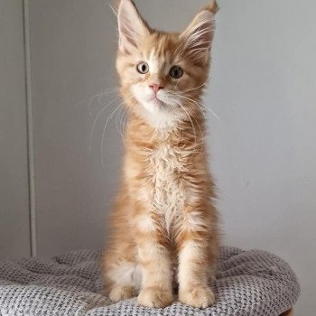 Chaton Maine Coon A Vendre Annonces De Chat Maine Coon A Adopter Partout En Country Chaton Maine Coon A Vendre Annonces De Chat Maine Coon A Adopter Partout En Country