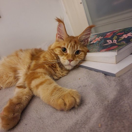 chaton Maine coon red blotched tabby Too much to ask and Popsi dust And Popsi dust red blotched tabby