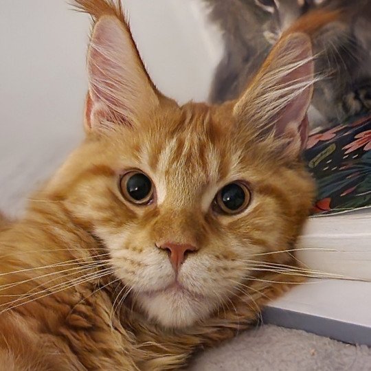chaton Maine coon red blotched tabby Too much to ask and Popsi dust And Popsi dust red blotched tabby