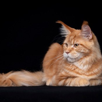 Too much to ask and Popsi dust Mâle Maine coon