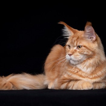 Too much to ask and Popsi dust And Popsi dust Mâle Maine coon