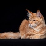 Too much to ask and Popsi dust And Popsi dust Mâle Maine coon Too much to ask and Popsi dust And Popsi dust Mâle Maine coon