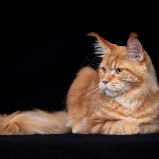chaton Maine coon red blotched tabby Too much to ask and Popsi dust And Popsi dust red blotched tabby
