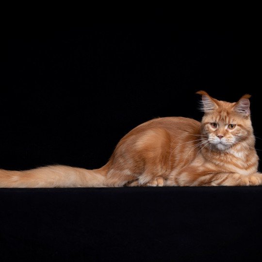 chaton Maine coon red blotched tabby Too much to ask and Popsi dust And Popsi dust red blotched tabby