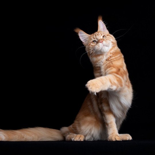 chaton Maine coon red blotched tabby Too much to ask and Popsi dust And Popsi dust red blotched tabby