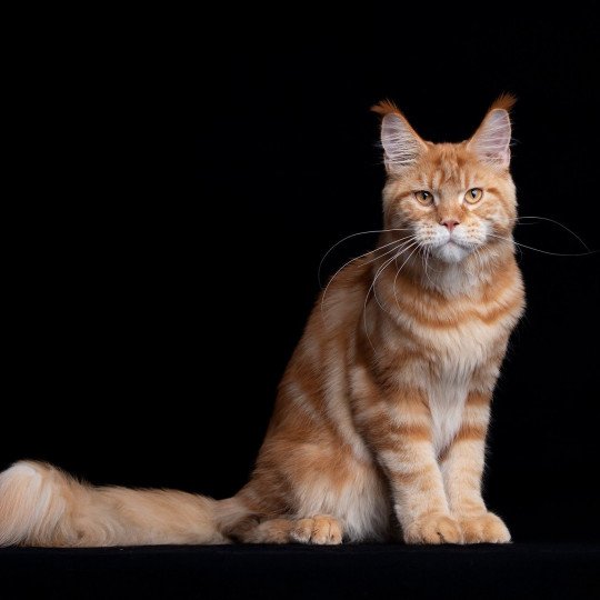 chaton Maine coon red blotched tabby Too much to ask and Popsi dust And Popsi dust red blotched tabby