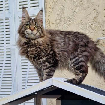 Mustang SilLynx Mâle Maine coon