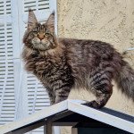 Mustang SilLynx Mâle Maine coon Mustang SilLynx Mâle Maine coon