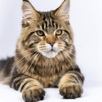 Petit Pimousse and Popsi dust Mâle Maine coon