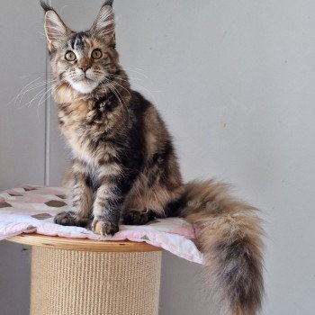 Chaton Maine Coon A Vendre Annonces De Chat Maine Coon A Adopter Partout En Country Chaton Maine Coon A Vendre Annonces De Chat Maine Coon A Adopter Partout En Country