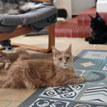 So Pretty little thing Femelle Maine coon