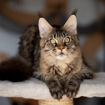 Sorrow Femelle Maine coon