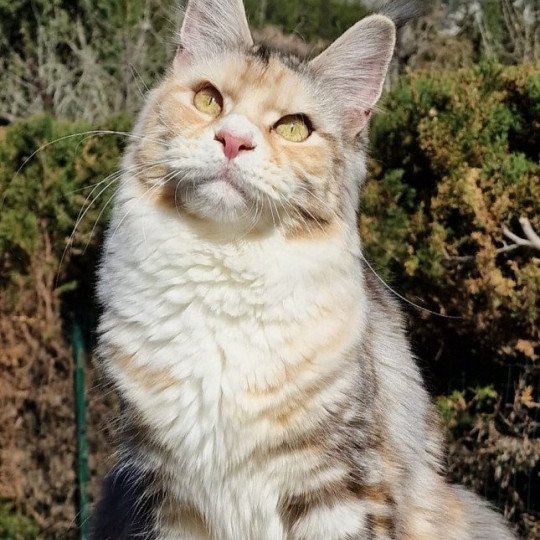 chat Maine coon black tortie silver blotched tabby bicolor Tekno kills And Popsi dust black tortie silver blotched tabby bicolor