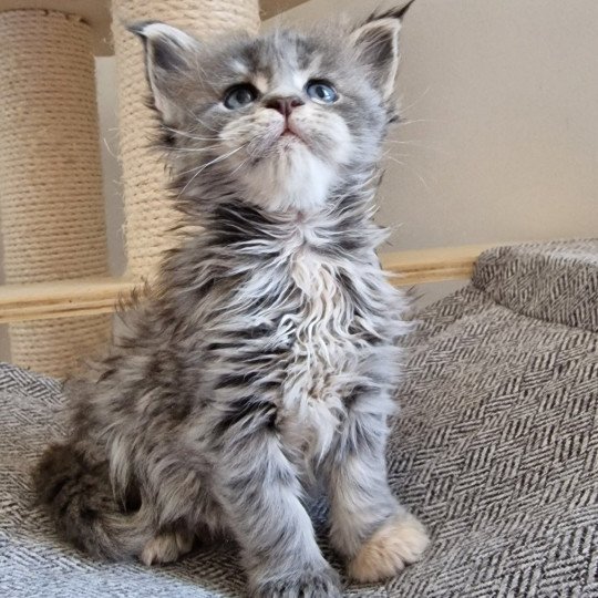 chaton Maine coon blue blue tortie blotched tabby Time bomb and Popsi dust And Popsi dust blue blue tortie blotched tabby