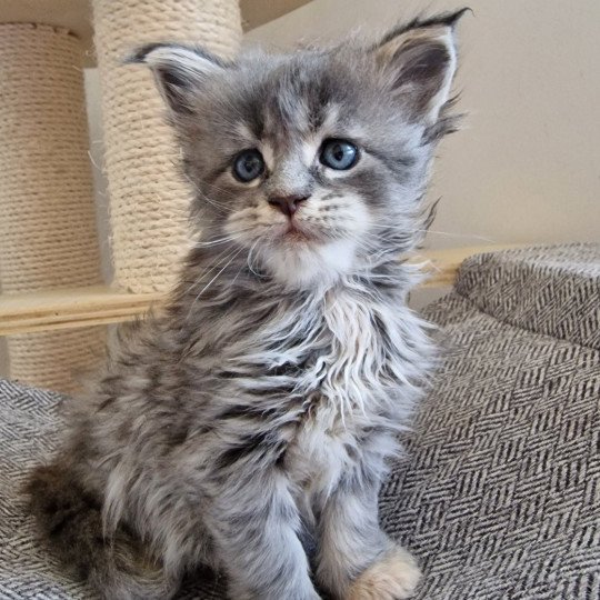 chaton Maine coon blue blue tortie blotched tabby Time bomb and Popsi dust And Popsi dust blue blue tortie blotched tabby