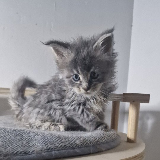 chaton Maine coon blue blue tortie blotched tabby Time bomb and Popsi dust And Popsi dust blue blue tortie blotched tabby