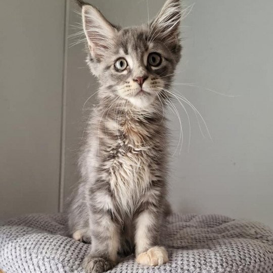 chaton Maine coon blue blue tortie blotched tabby Time bomb and Popsi dust And Popsi dust blue blue tortie blotched tabby