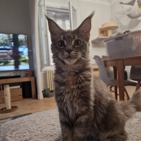chaton Maine coon blue blue tortie blotched tabby Time bomb and Popsi dust And Popsi dust blue blue tortie blotched tabby