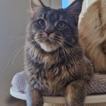 Time bomb and Popsi dust And Popsi dust Femelle Maine coon Time bomb and Popsi dust And Popsi dust Femelle Maine coon