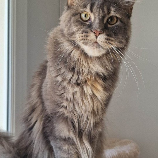 chaton Maine coon blue blue tortie blotched tabby Time bomb and Popsi dust And Popsi dust blue blue tortie blotched tabby