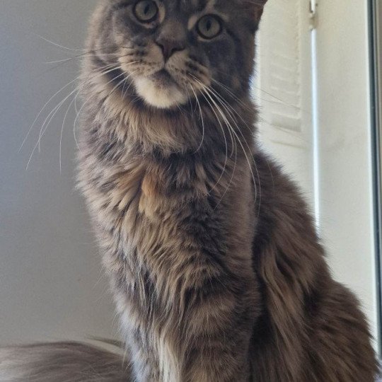 chaton Maine coon blue blue tortie blotched tabby Time bomb and Popsi dust And Popsi dust blue blue tortie blotched tabby