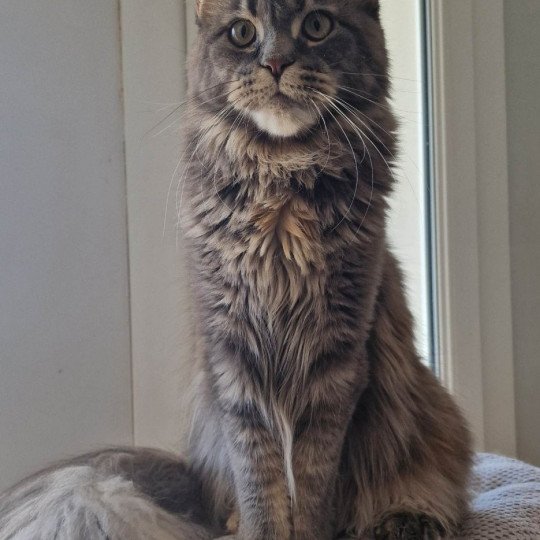 chaton Maine coon blue blue tortie blotched tabby Time bomb and Popsi dust And Popsi dust blue blue tortie blotched tabby