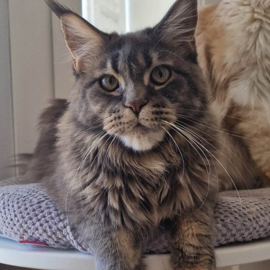 chaton Maine coon blue blue tortie blotched tabby Time bomb and Popsi dust And Popsi dust blue blue tortie blotched tabby