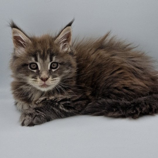 chaton Maine coon blue blotched tabby Tomorrow And Popsi dust blue blotched tabby