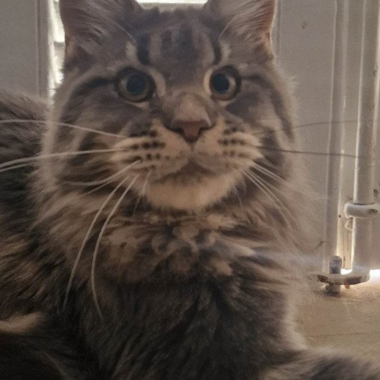 chaton Maine coon blue blotched tabby Tomorrow And Popsi dust blue blotched tabby