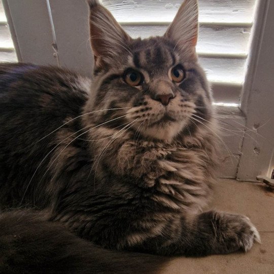 chaton Maine coon blue blotched tabby Tomorrow And Popsi dust blue blotched tabby