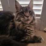 Tomorrow And Popsi dust Femelle Maine coon Tomorrow And Popsi dust Femelle Maine coon