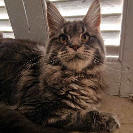 chaton Maine coon blue blotched tabby Tomorrow And Popsi dust blue blotched tabby