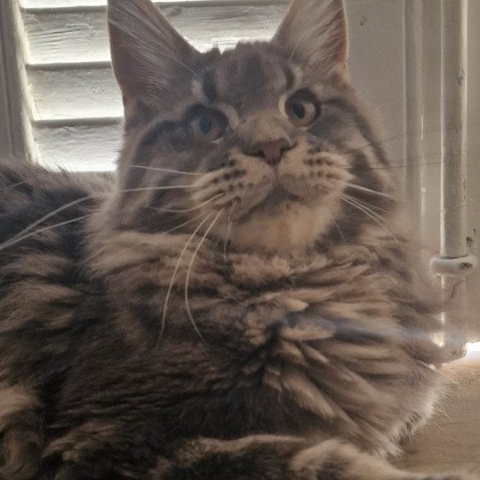 chaton Maine coon blue blotched tabby Tomorrow And Popsi dust blue blotched tabby