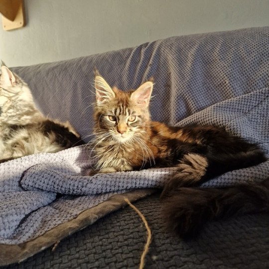 chaton Maine coon brown blotched tabby Tweedle Dee And Popsi dust brown blotched tabby