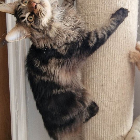 chaton Maine coon brown blotched tabby Tweedle Dee And Popsi dust brown blotched tabby