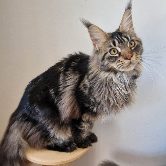 chaton Maine coon brown blotched tabby Tweedle Dee And Popsi dust brown blotched tabby