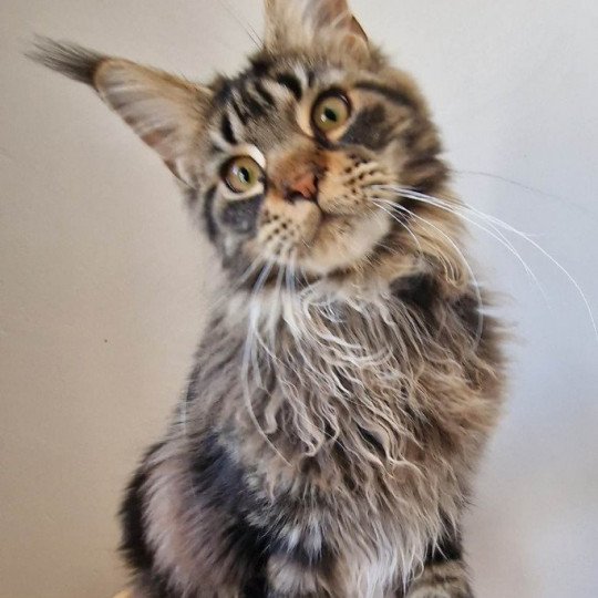 chaton Maine coon brown blotched tabby Tweedle Dee And Popsi dust brown blotched tabby