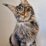 Tweedle Dee And Popsi dust Femelle Maine coon Tweedle Dee And Popsi dust Femelle Maine coon