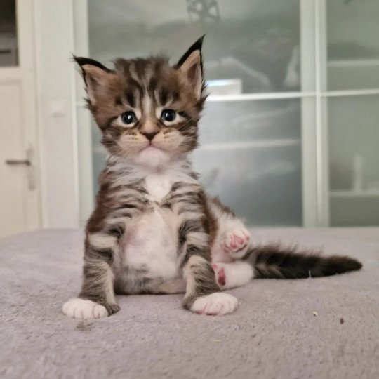 chaton Maine coon brown blotched tabby bicolor Twisted mind and Popsi dust And Popsi dust brown blotched tabby & blanc