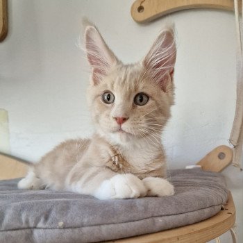 U-pee And Popsi dust Mâle Maine coon